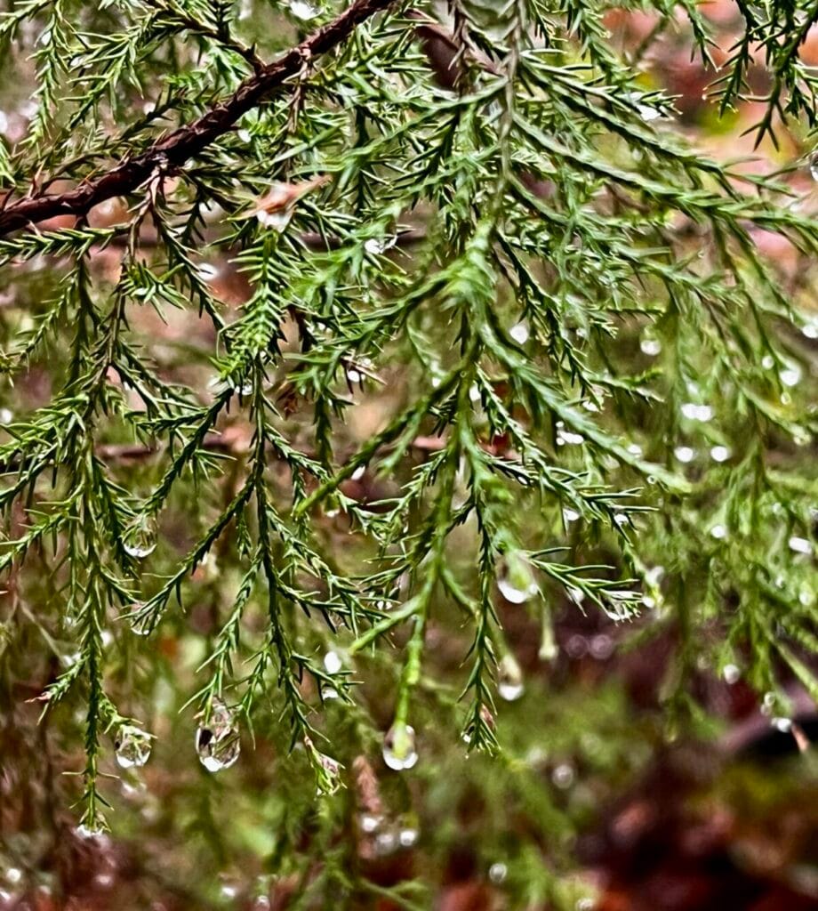 Raindrops on evergreen pine needles after rain