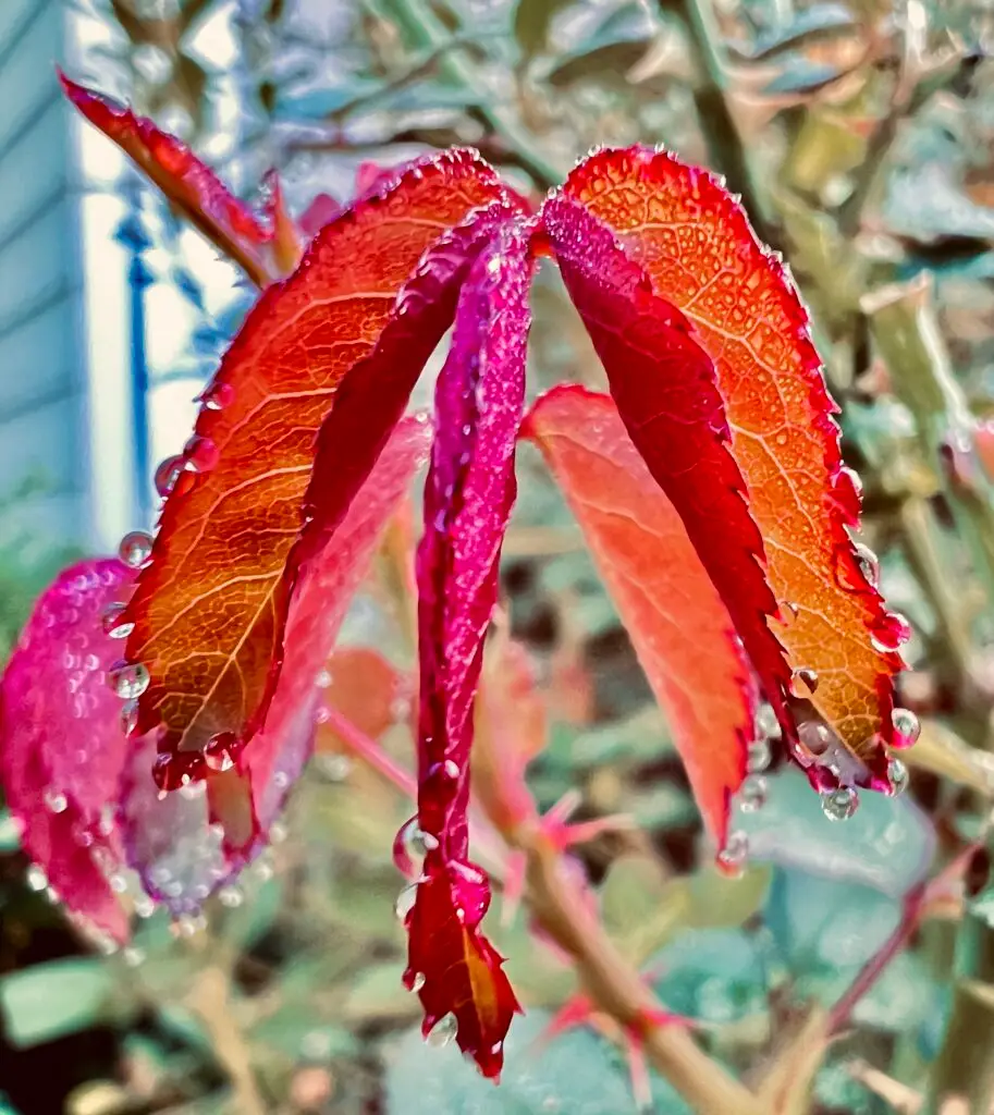 Bright red leaves with drops of rain on the surface