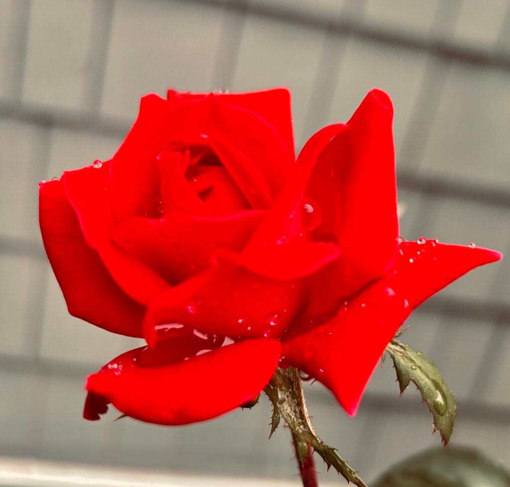 Close-up of rose petals glistening with raindrops after the rain