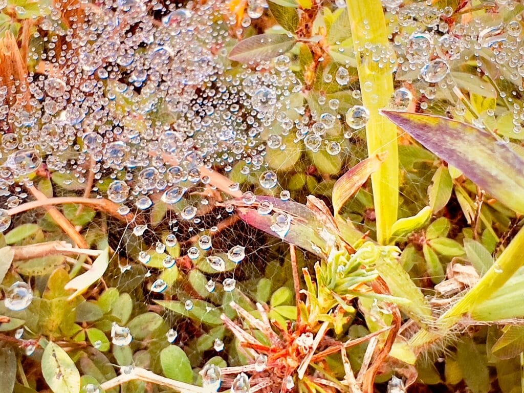 Spider web covered in tiny sparkling raindrops after rain