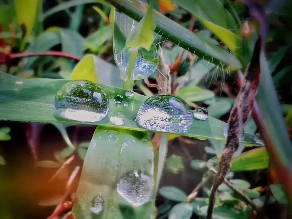 Close-up of green grass with raindrops in morning light